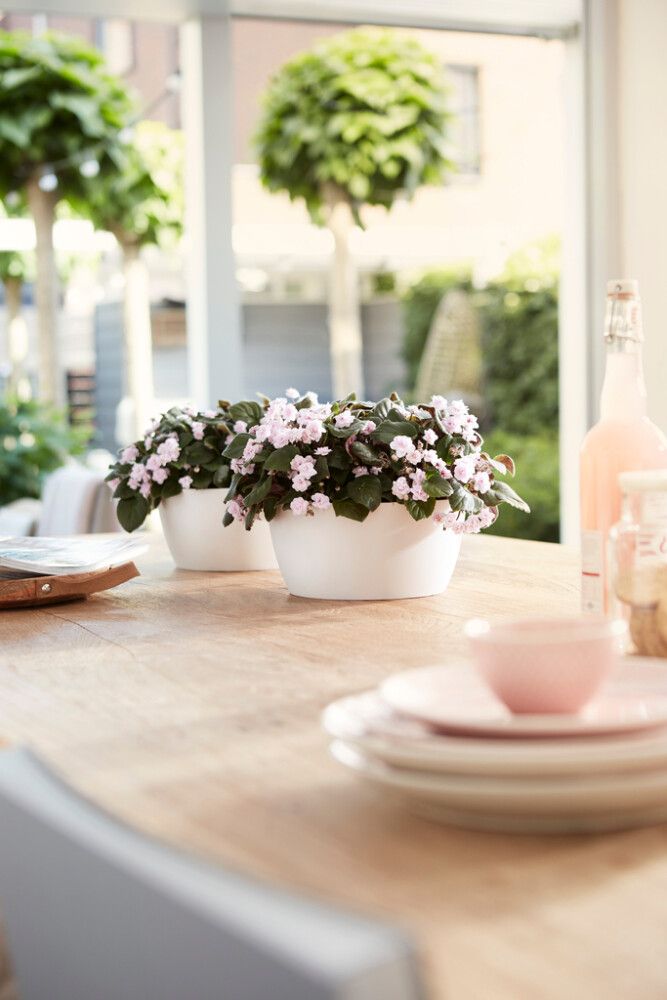 Suojaruukku Elho Brussels valkoinen 23 cm