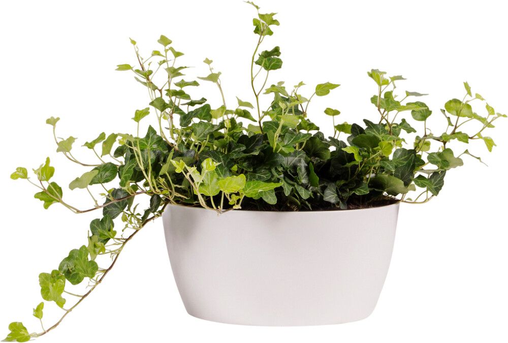 Suojaruukku Elho Brussels valkoinen 23 cm