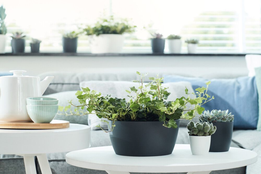 Suojaruukku Elho Brussels antrasiitti 23 cm