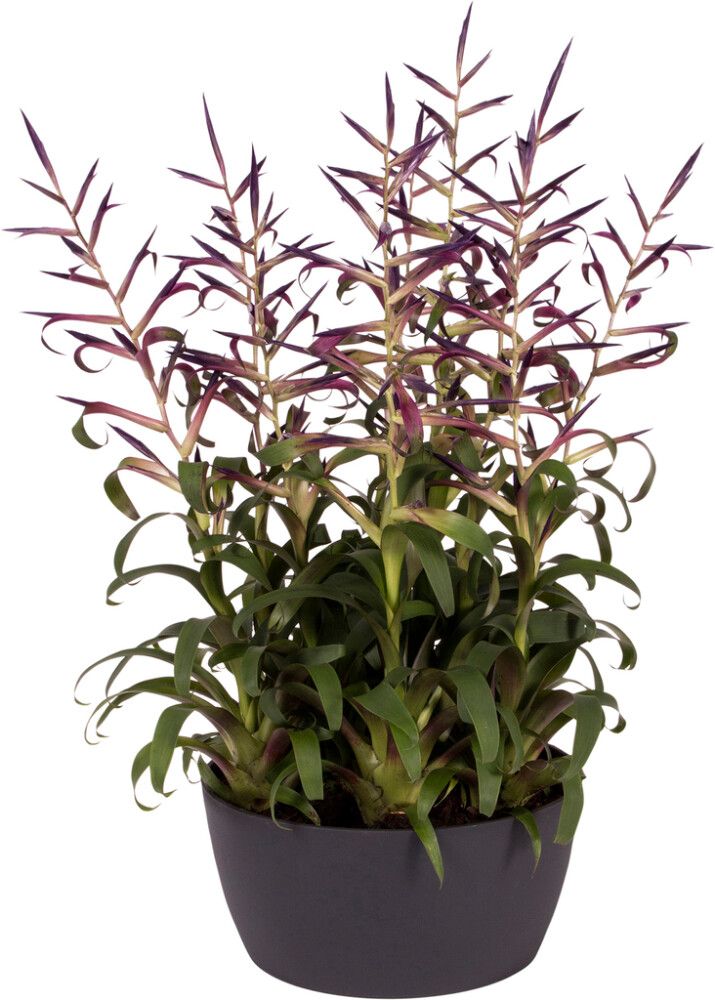 Suojaruukku Elho Brussels antrasiitti 23 cm