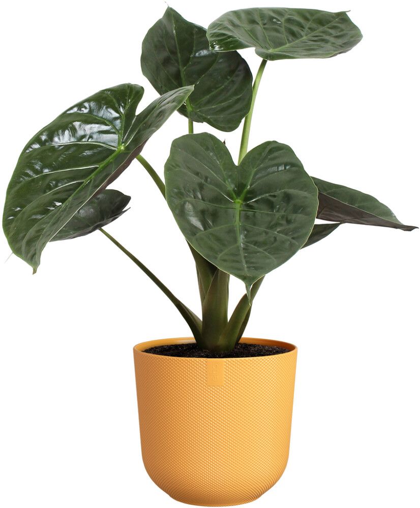 Suojaruukku Elho Jazz keltainen 23 cm