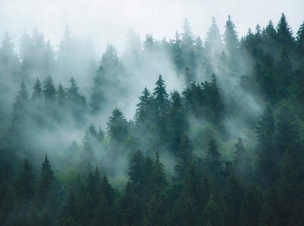 Kuitutapetti A.S. Creation Digiprint Misty Forest 39898-1