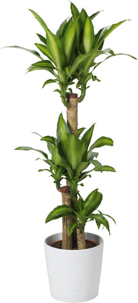 Suojaruukku Dallas matta valkoinen 32 cm