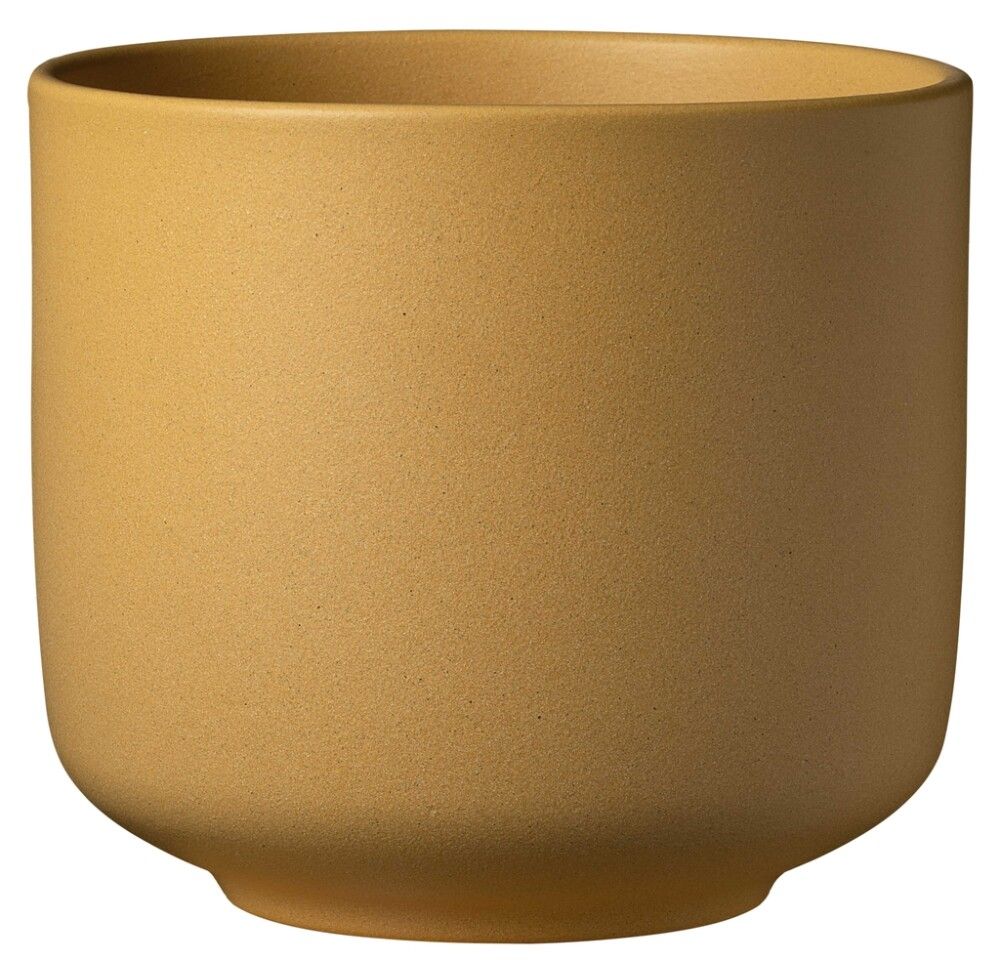 Suojaruukku Soendgen Bari Blossom keltainen, eri kokoja