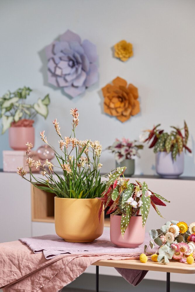 Suojaruukku Soendgen Bari Blossom keltainen, eri kokoja 13 cm