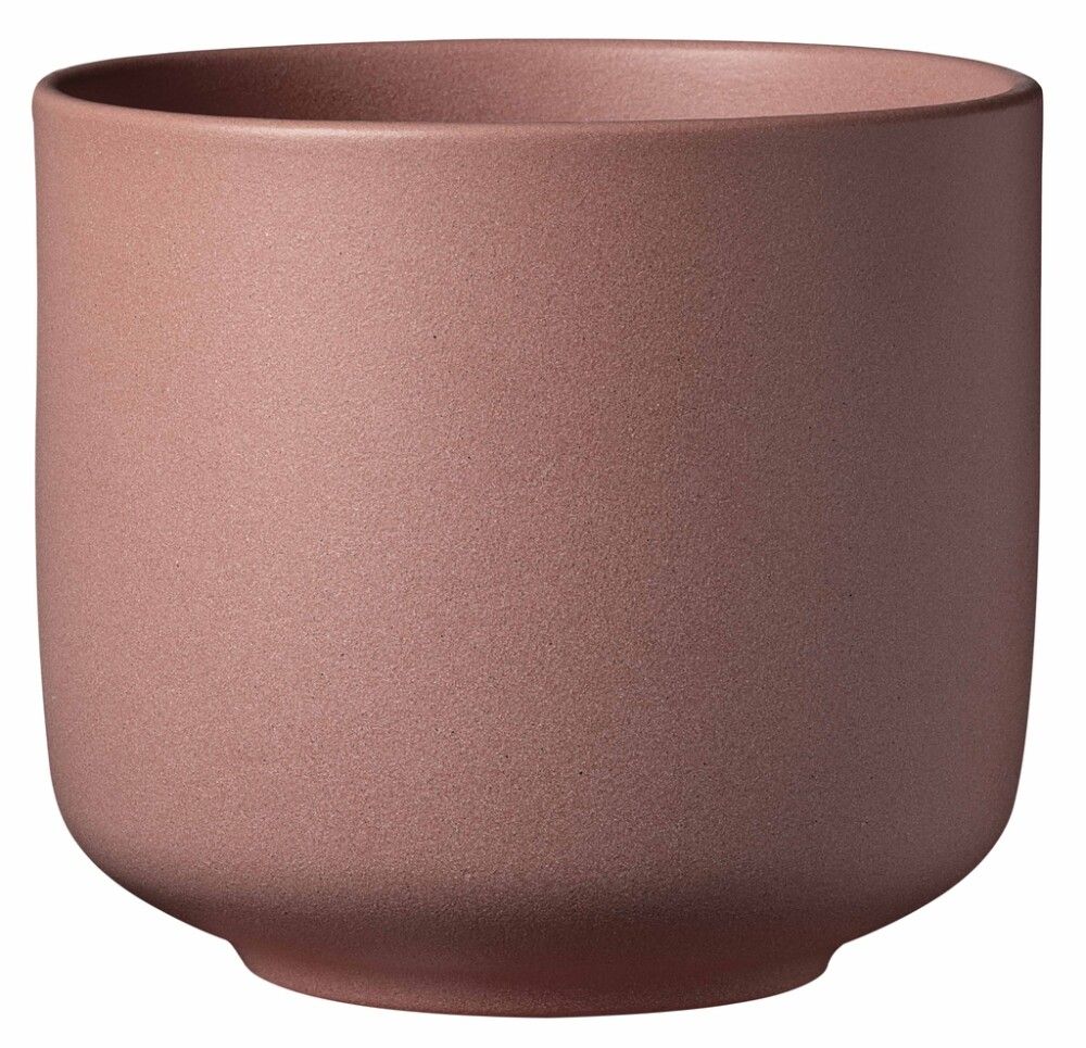 Suojaruukku Soendgen Bari Blossom kirsikka, eri kokoja