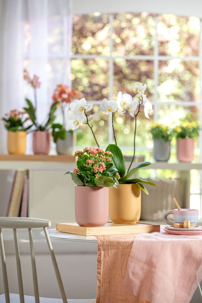 Orkidearuukku Soendgen Bari Blossom keltainen 15 cm