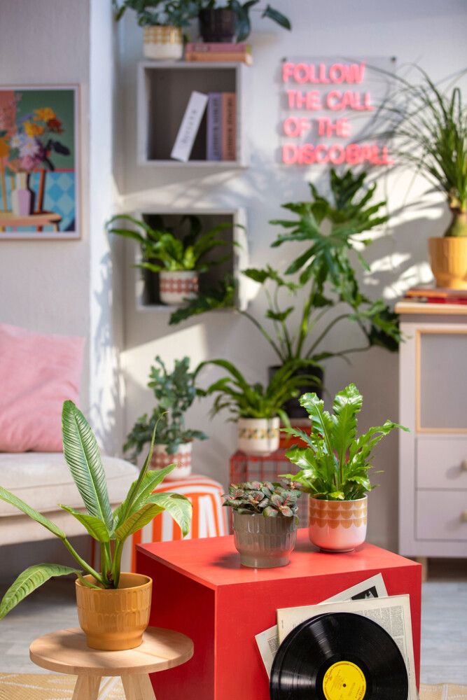 Suojaruukku Bari Retro beige-punainen 13 cm