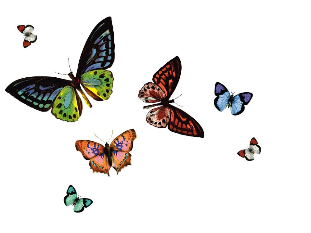 Tabletti D-C-Fix Rio Papilio 29 x 44 cm