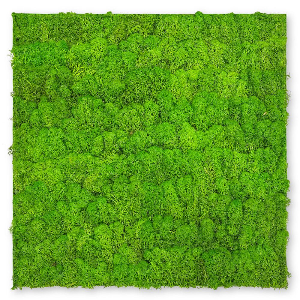 Seinäpaneeli Jangal Moss Bright Green 52 x 52 cm