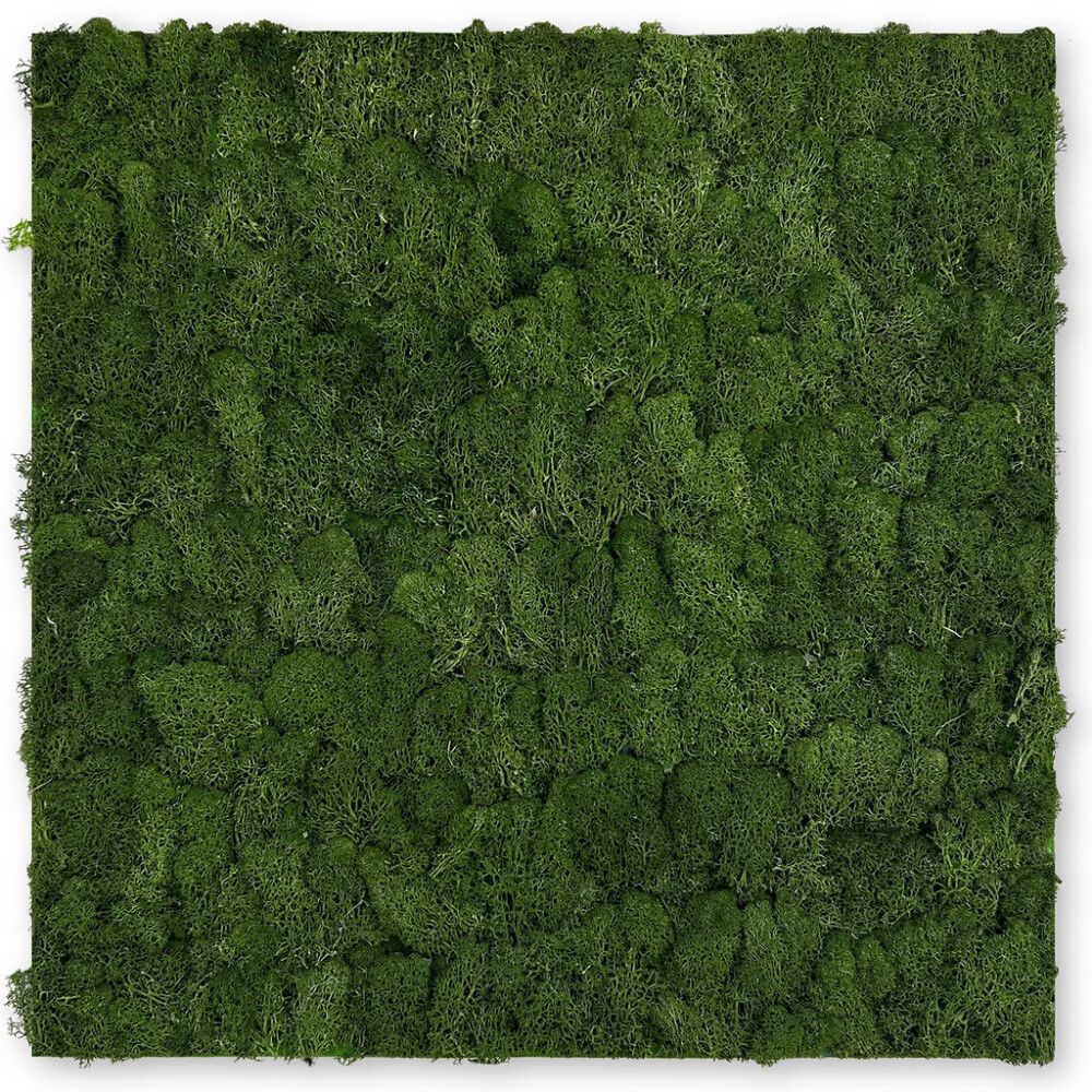 Seinäpaneeli Jangal Moss Dark Green 52 x 52 cm