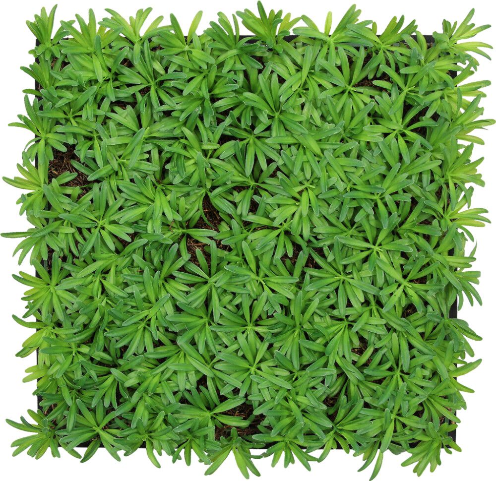 Seinäpaneeli Jangal Podocarpus Tea Tree 52 x 52 cm