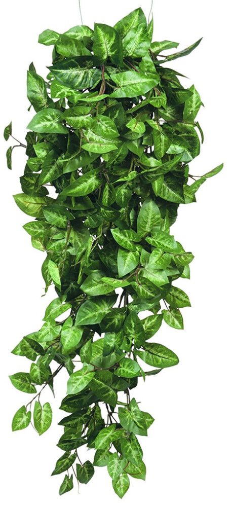 Silkkikasvi pitsilehti 80 cm