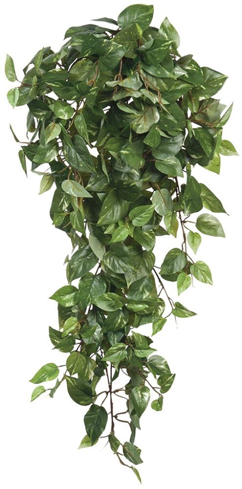 Silkkikasvi kultaköynnös riippuva 80 cm