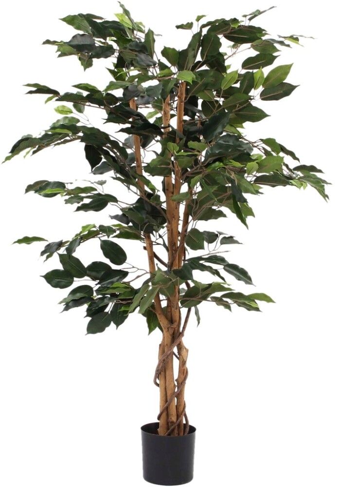 Silkkikasvi Ficus Benjamina 110 cm