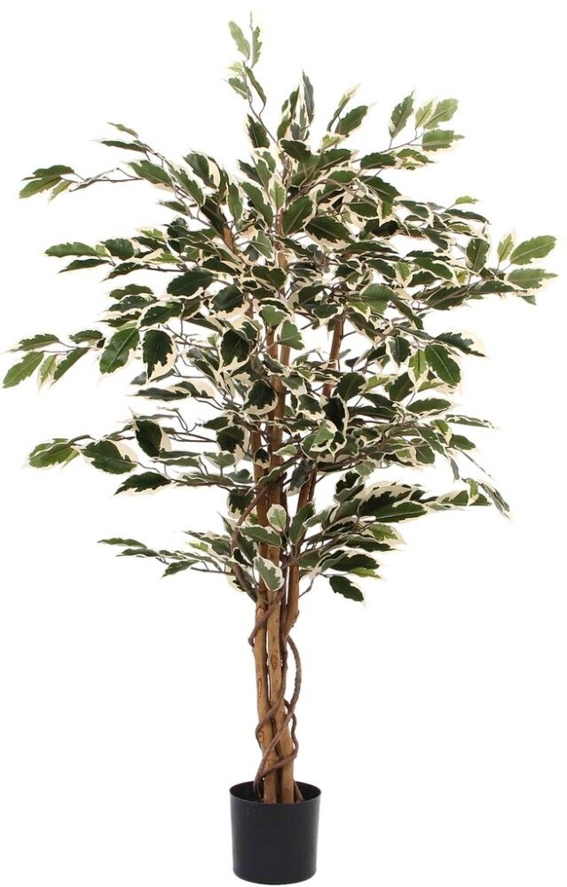 Silkkikasvi Ficus Hawaii 110cm