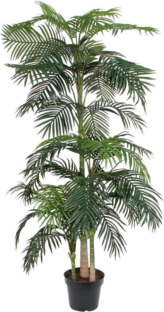 Silkkikasvi Betelpalmu 240 cm