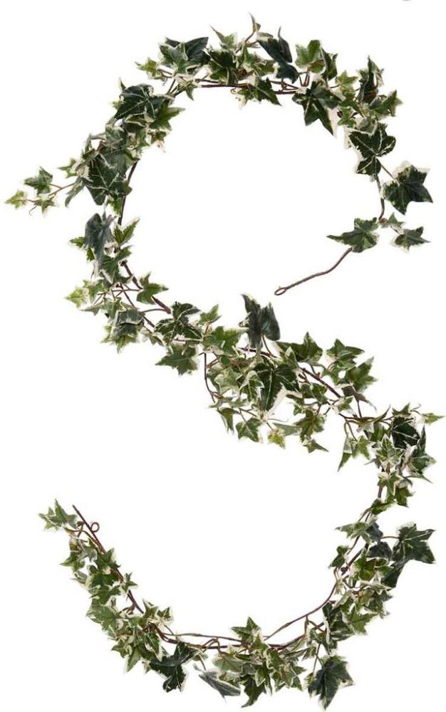 Silkkikasvi Murattiköynnös 180 cm