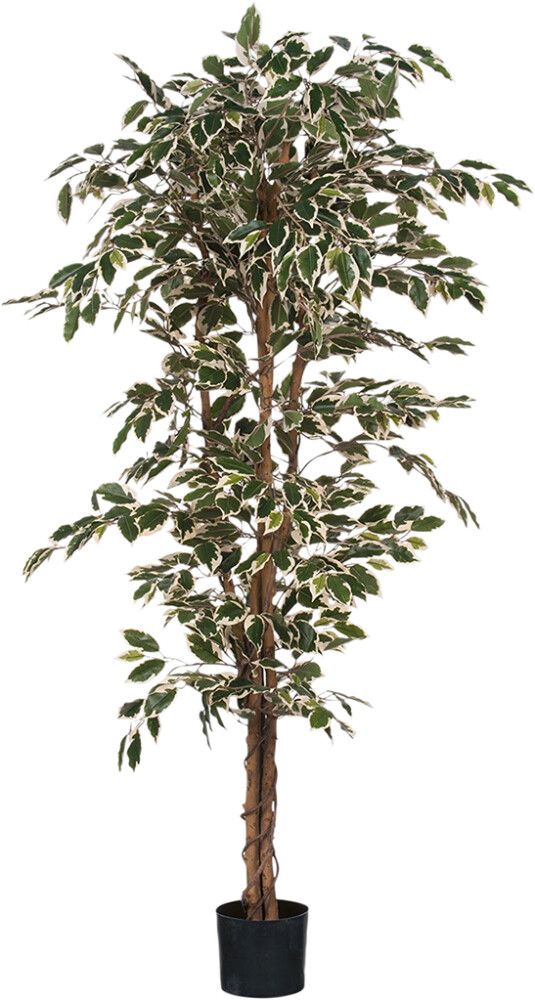 Silkkikasvi Ficus Hawaii 180 cm