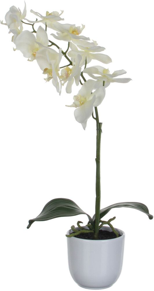 Silkkikasvi Perhoskämmekkä Valkoinen 60 cm