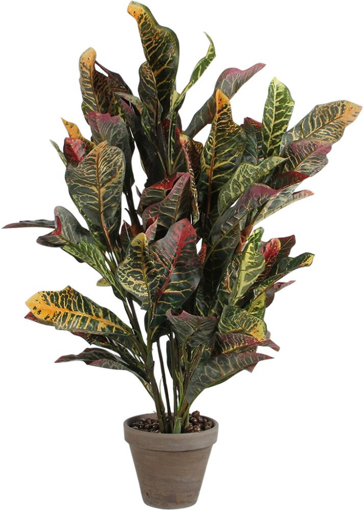 Silkkikasvi Ihmepensas Croton 73 cm