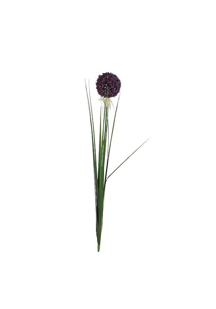 Silkkikasvi Allium oksa 80 cm violetti