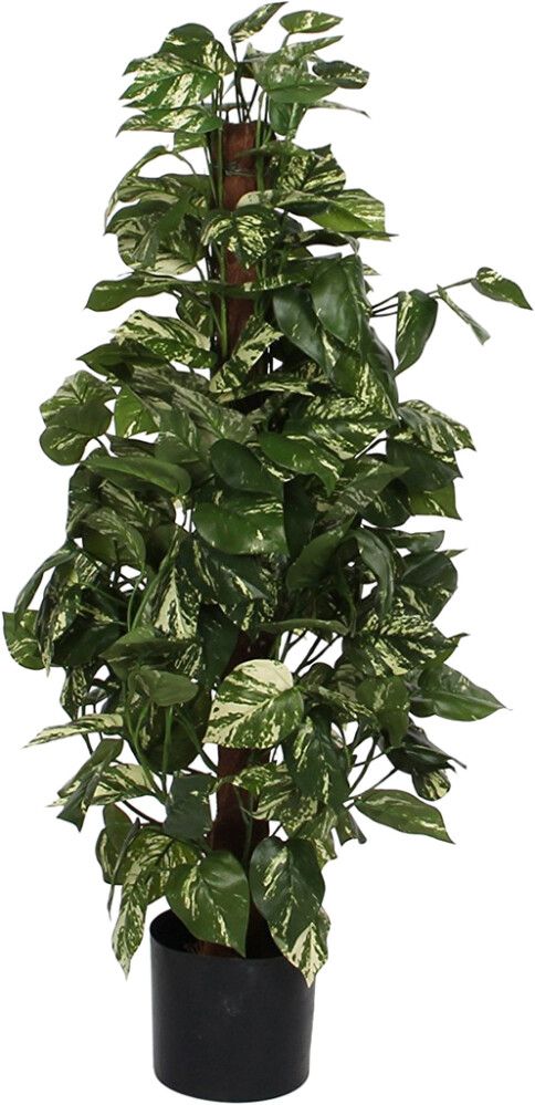 Silkkikasvi hopeaköynnös 110 cm