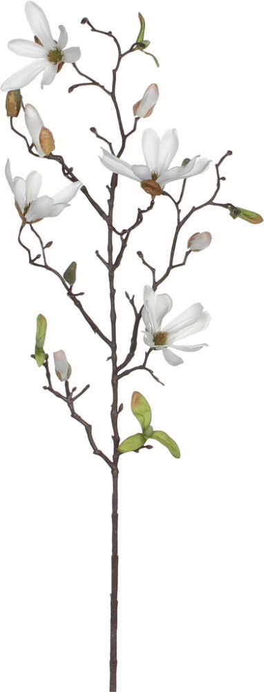 Koristeoksa Magnolia valkoinen 75 cm