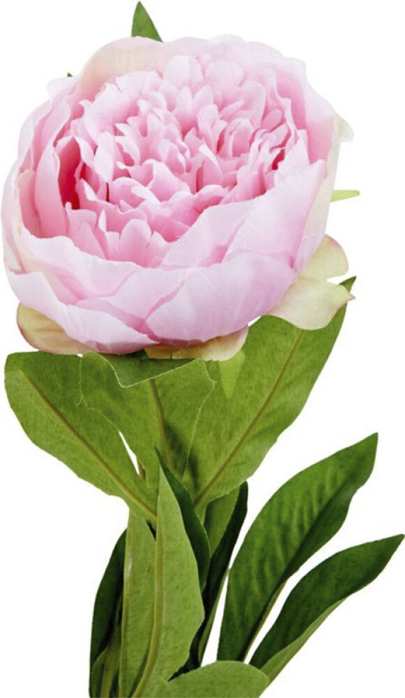 Silkkikasvi Pionin oksa pinkki 76 cm