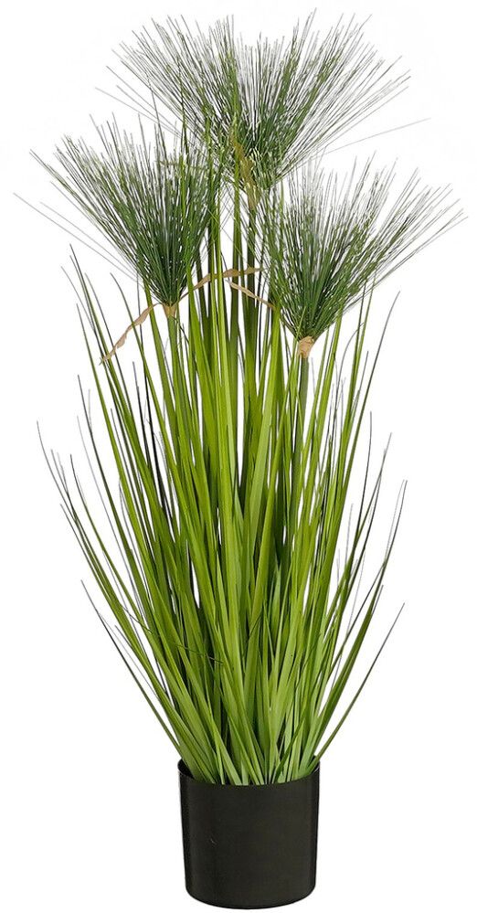 Silkkikasvi Papyrus-heinä 76 cm