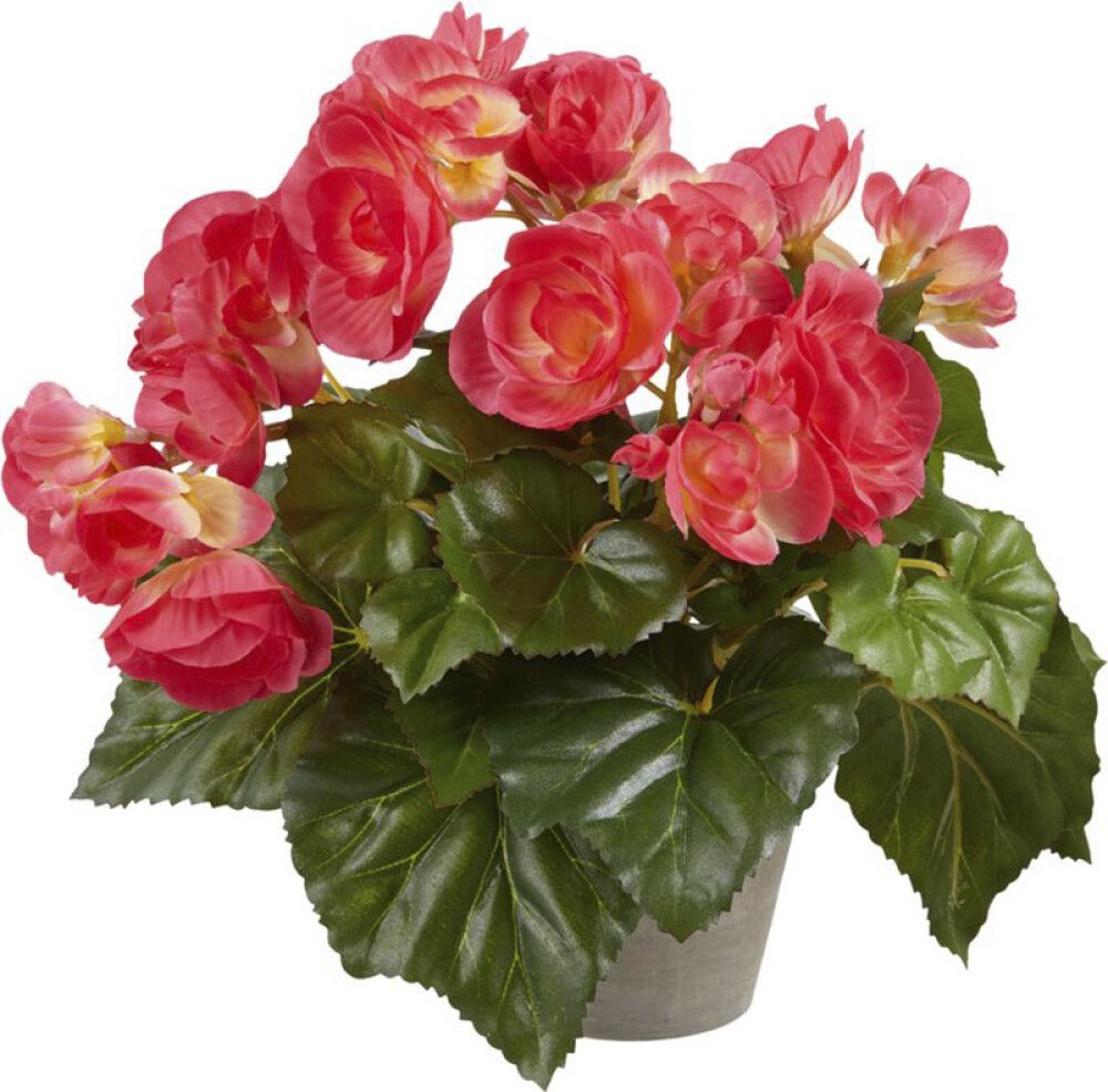 Silkkikasvi Begonia vaaleanpunainen