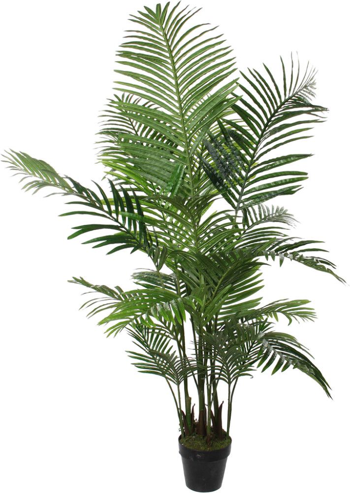 Silkkikasvi Betelpalmu 160 cm