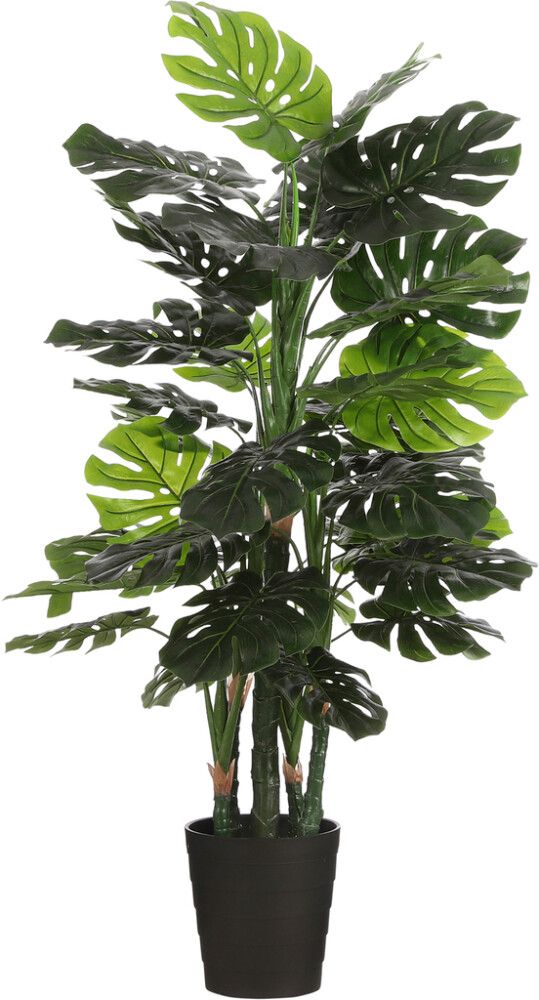 Silkkikasvi Peikonlehti Monstera 140 cm