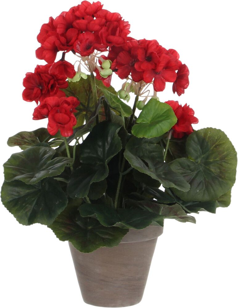 Silkkikasvi pelargonia 11,5 cm punainen