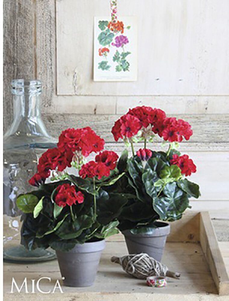 Silkkikasvi pelargonia 11,5 cm punainen