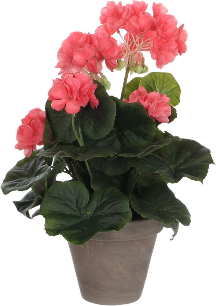 Silkkikasvi pelargonia 11,5 cm lohenpunainen