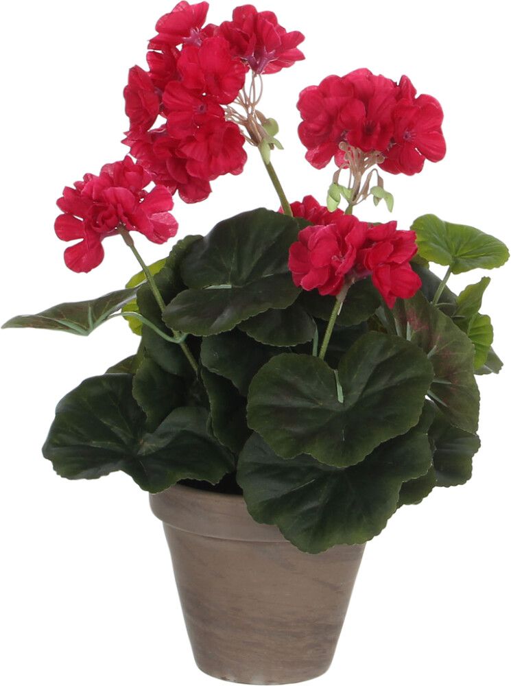 Silkkikasvi pelargonia 11,5 cm tummapinkki