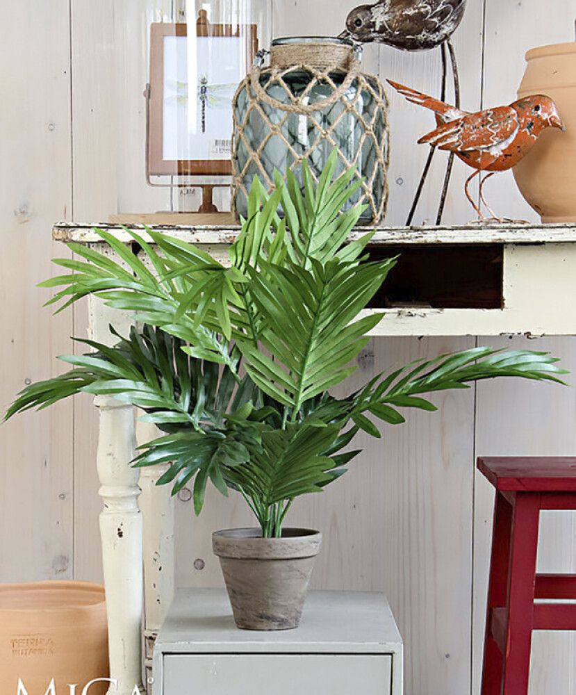 Silkkikasvi Betelpalmu 45 cm