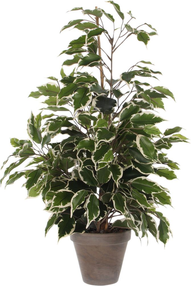 Silkkikasvi Ficus Ecotica 65 cm