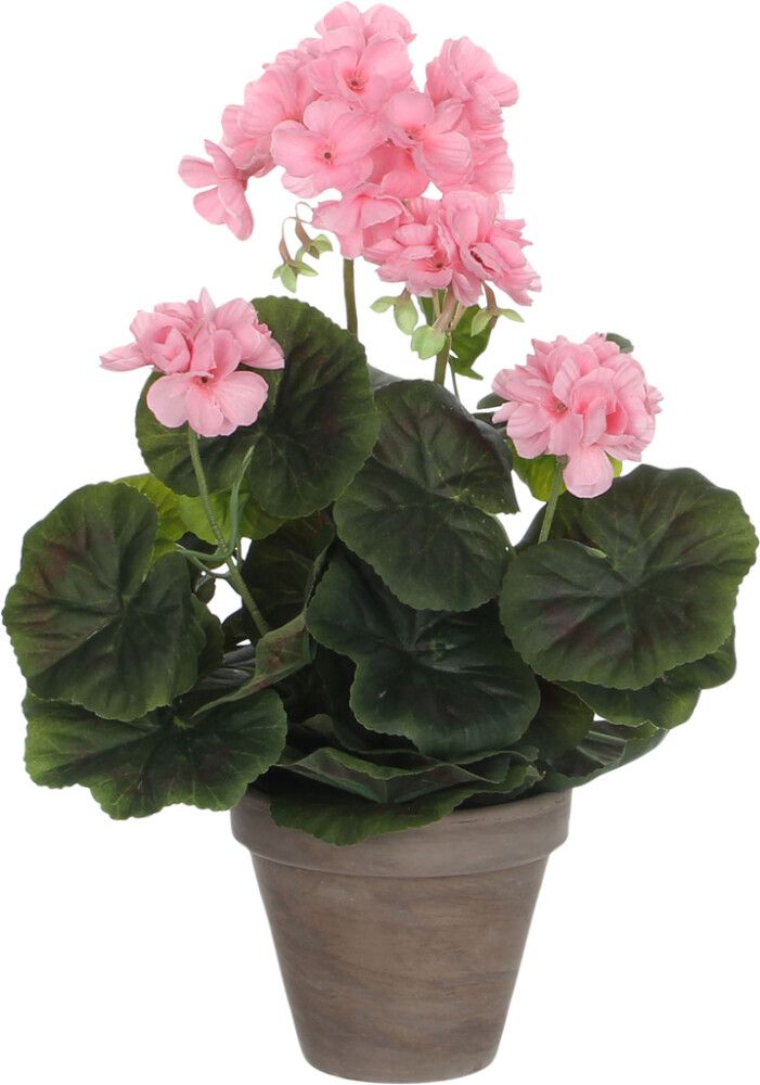 Silkkikasvi pelargonia P11,5 cm vaaleanpunainen