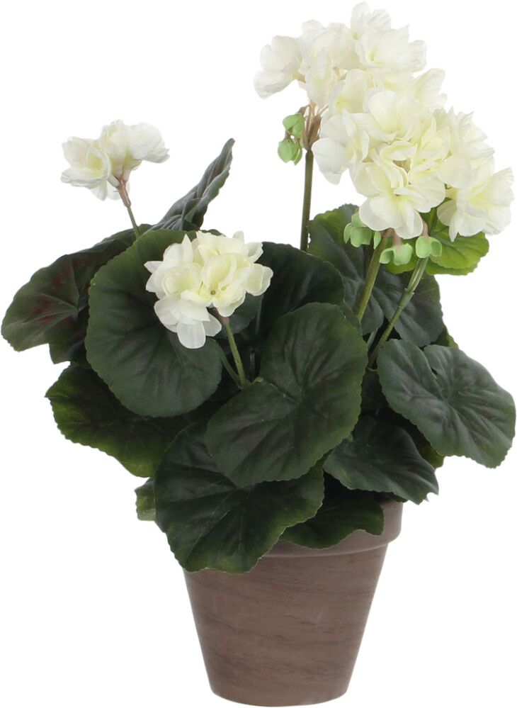 Silkkikasvi pelargonia P11,5 cm luonnonvalkoinen