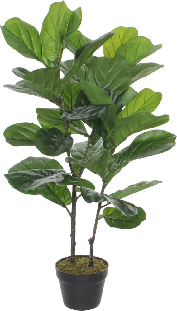 Silkkikasvi Ficus Lyrata 100 cm