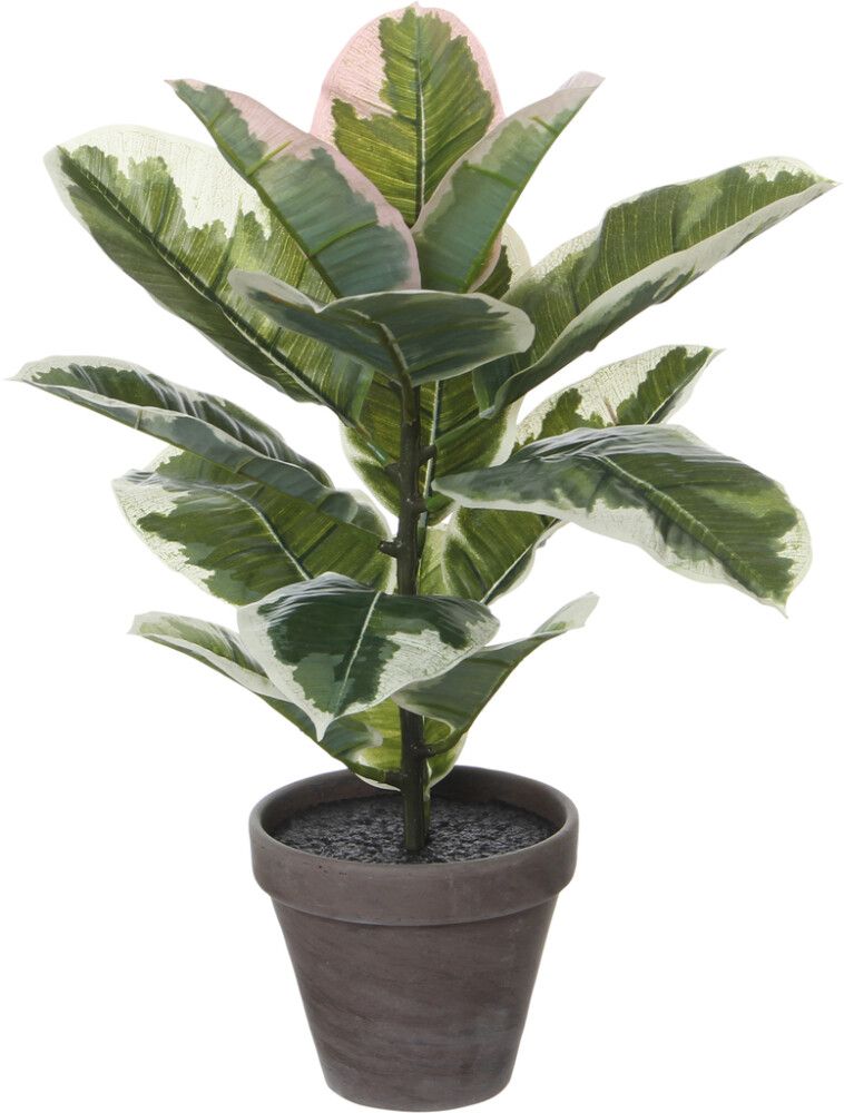 Silkkikasvi Kumipuu 47 cm