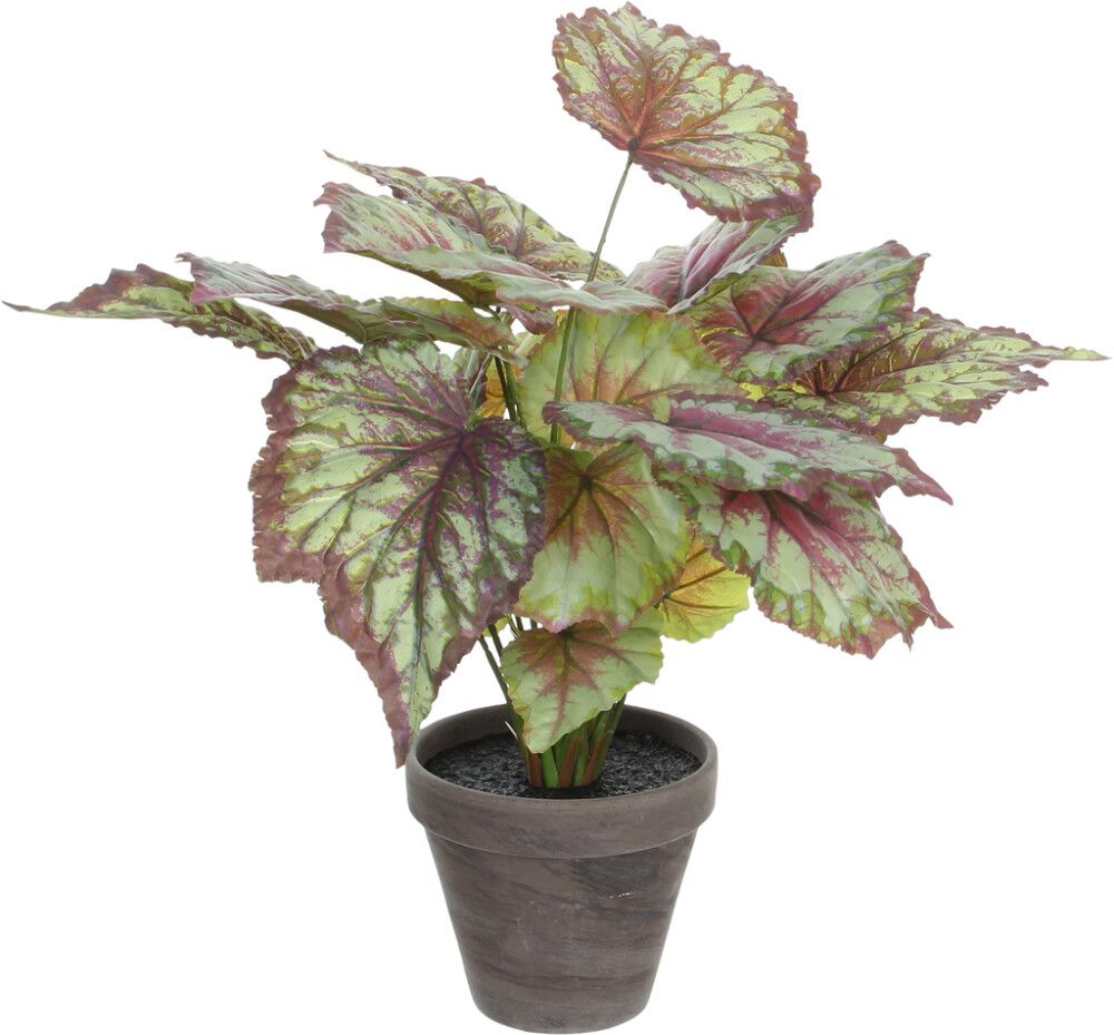 Silkkikasvi Begonia 40 cm