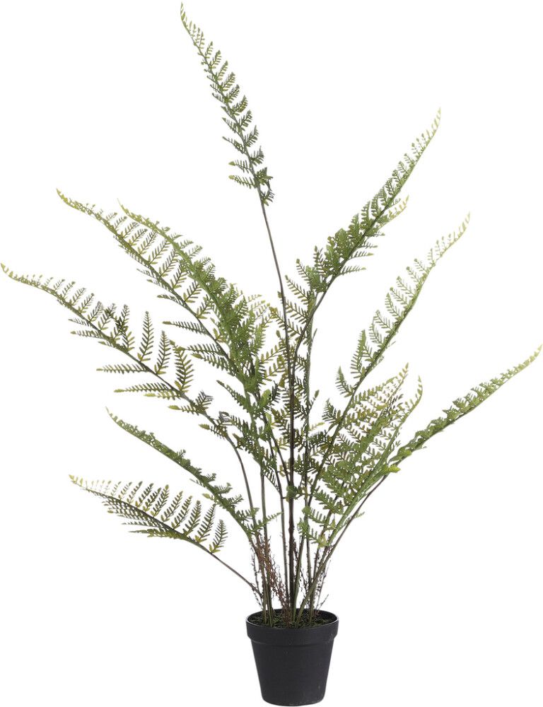 Silkkikasvi Saniainen 91 cm