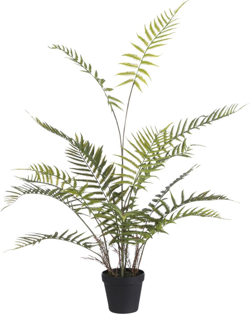 Silkkikasvi Saniainen Fern Adiantum 91 cm