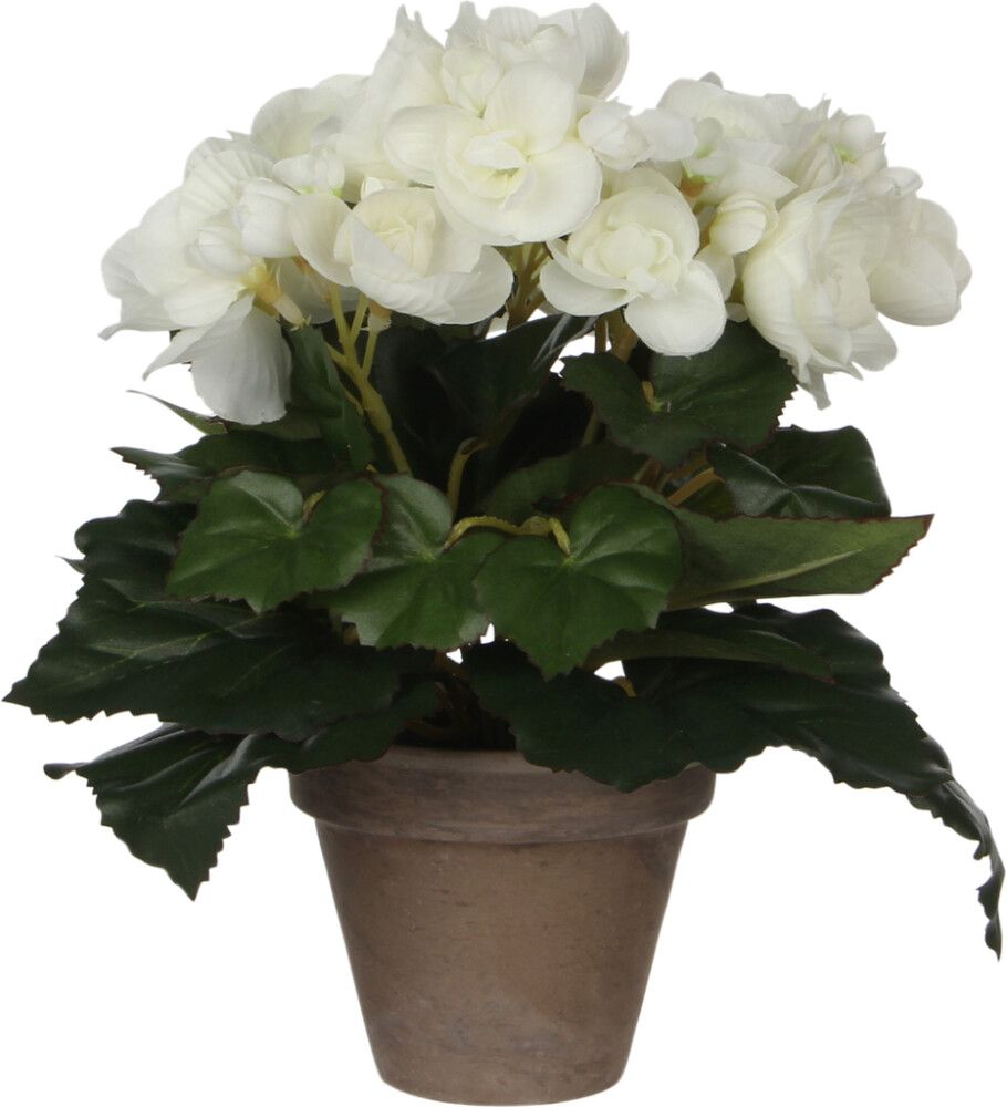 Silkkikasvi begonia valkoinen P9