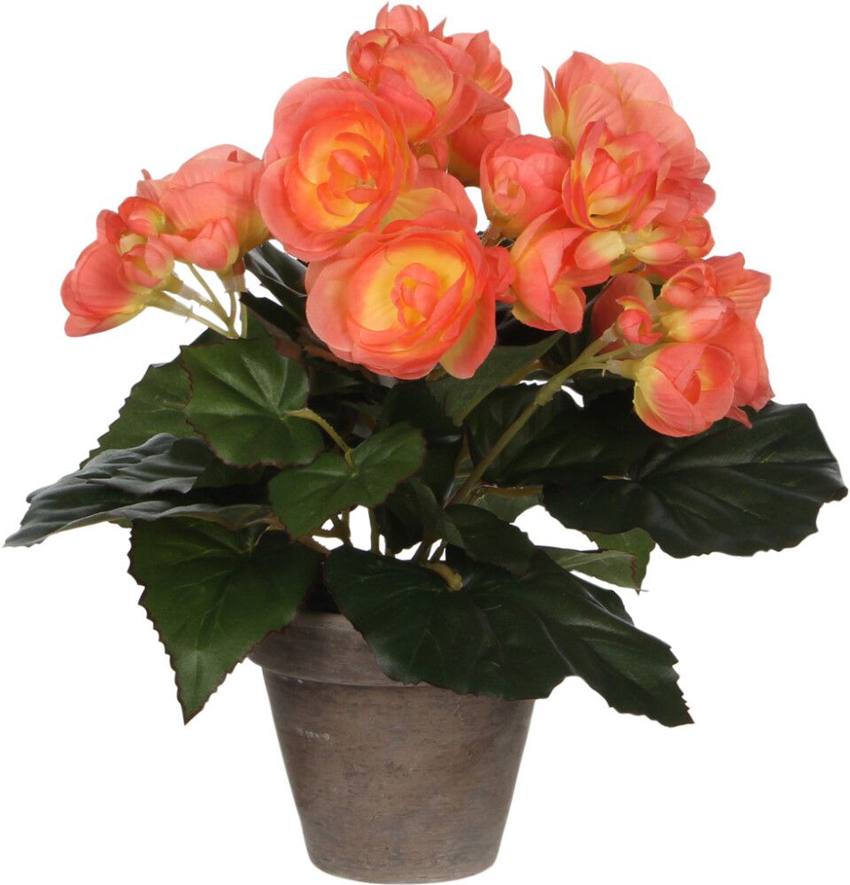 Silkkikasvi begonia lohenpunainen P9