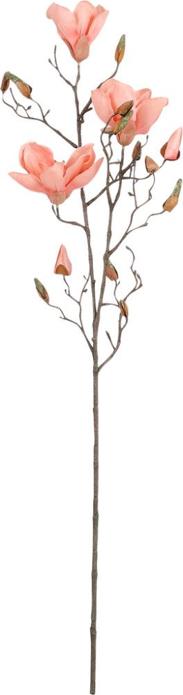 Koristeoksa Magnolia 88 cm persikka