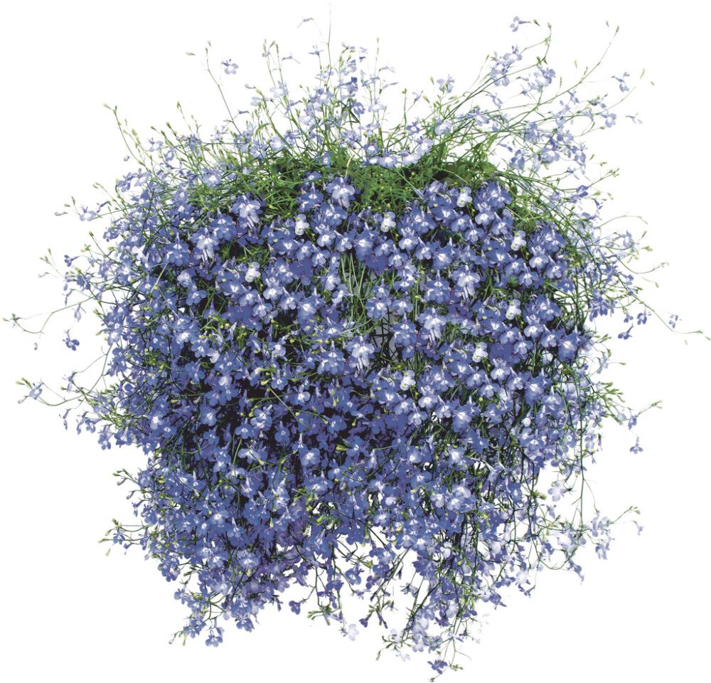 Kesäkukka amppeli P23